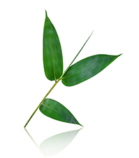 bamboo-fiber-socks.jpg bamboo-fiber-socks.jpg